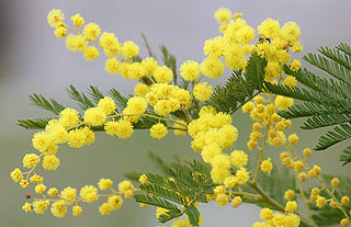 Mimosa